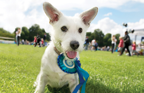 Battersea Dogs Annual ReUnion and Fun Day 2014 – A BIG thank you!!!